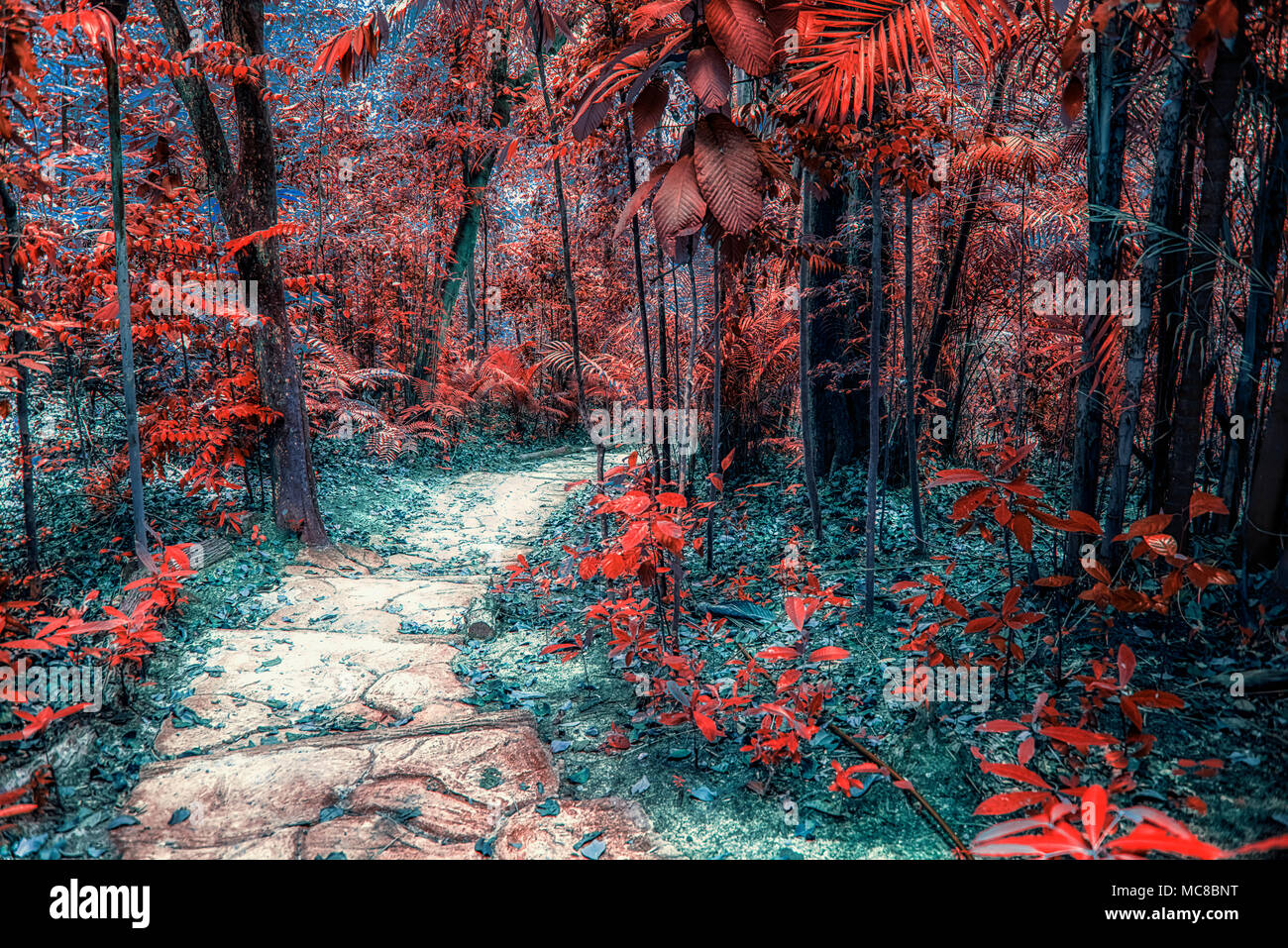 Piccolo modo in una foresta di fantasia Foto Stock