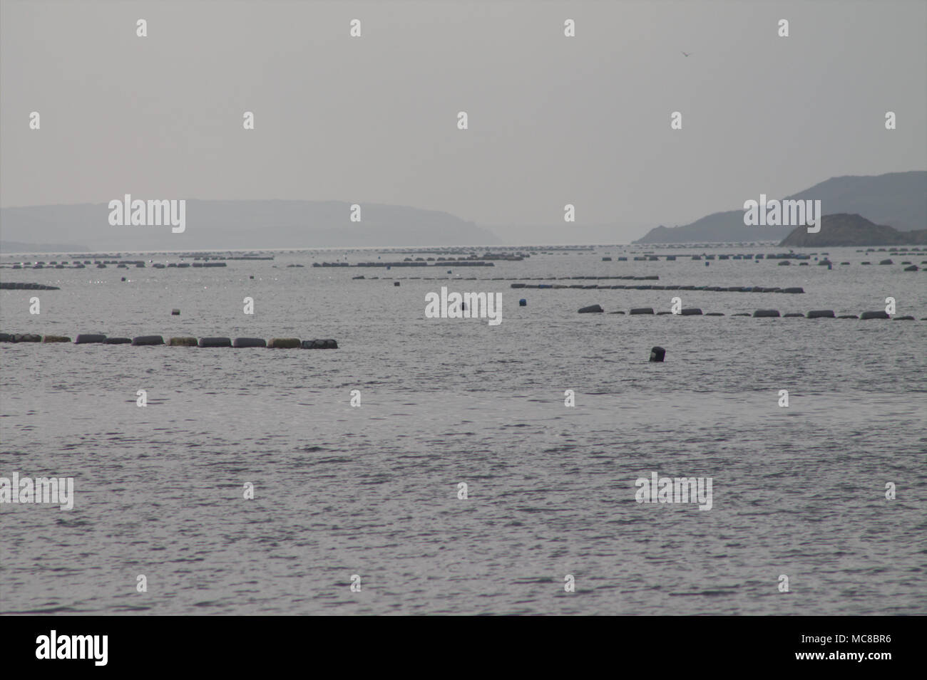 Mitilicoltura nella fragorosa acqua bay, l'Irlanda, che mostra le stringhe di funi di mitilo strung out attraverso la baia, utilizzando le pulite acque dell'Atlantico. Foto Stock