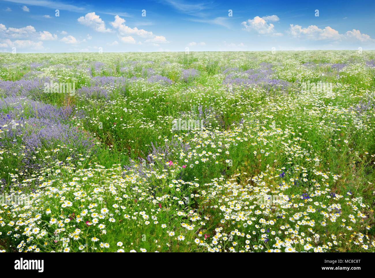 Il pittoresco campo coperto di erba, lavanda, margherite e altri fiori. Foto Stock