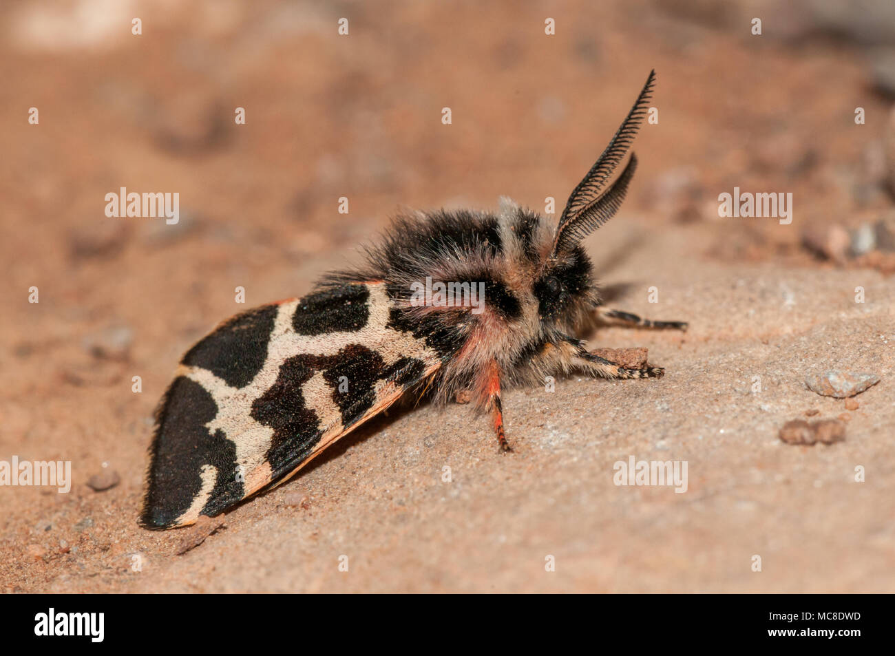 Vista ravvicinata di lepidotteri, legno tiger, Parasemia plantaginis, Matadepera, la Catalogna Foto Stock