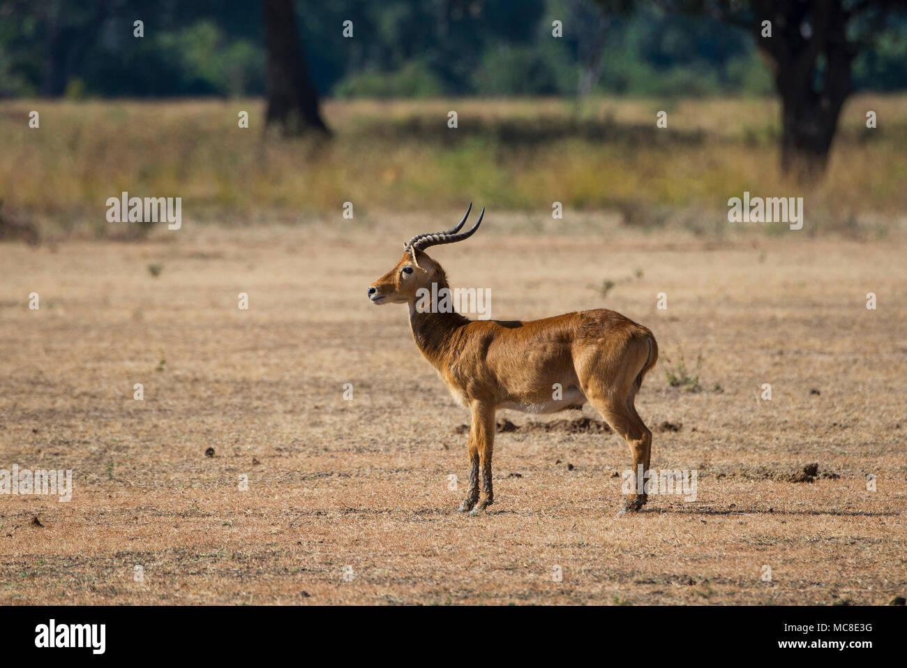 PUKU maschio (KOBUS VARDONII) PERMANENTE SULLA OPEN savana, ZAMBIA Foto Stock