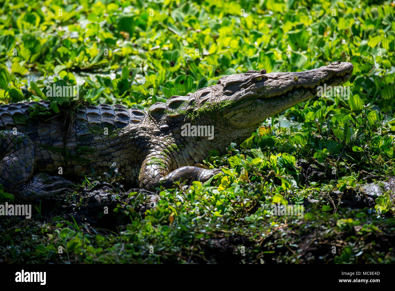 Coccodrillo del Nilo (Crocodylus niloticus) crogiolarsi al sole a bordo d'acqua, ZAMBIA Foto Stock