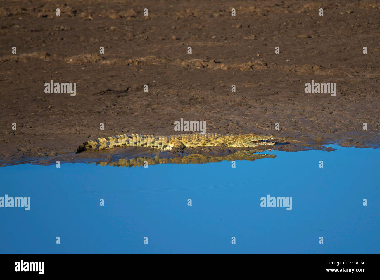 Coccodrillo del Nilo (Crocodylus niloticus) crogiolarsi al sole a bordo d'acqua, ZAMBIA Foto Stock