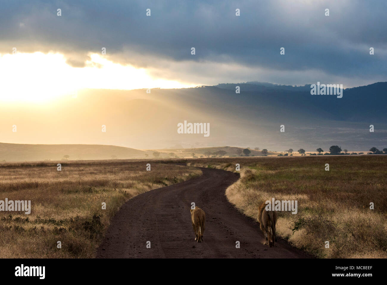 EAST African Lion e leonessa (PANTHERA LEO MELANOCHAITA) camminando per strada tortuosa verso il tramonto, Ngorongoro Conservation Area, TANZANIA Foto Stock