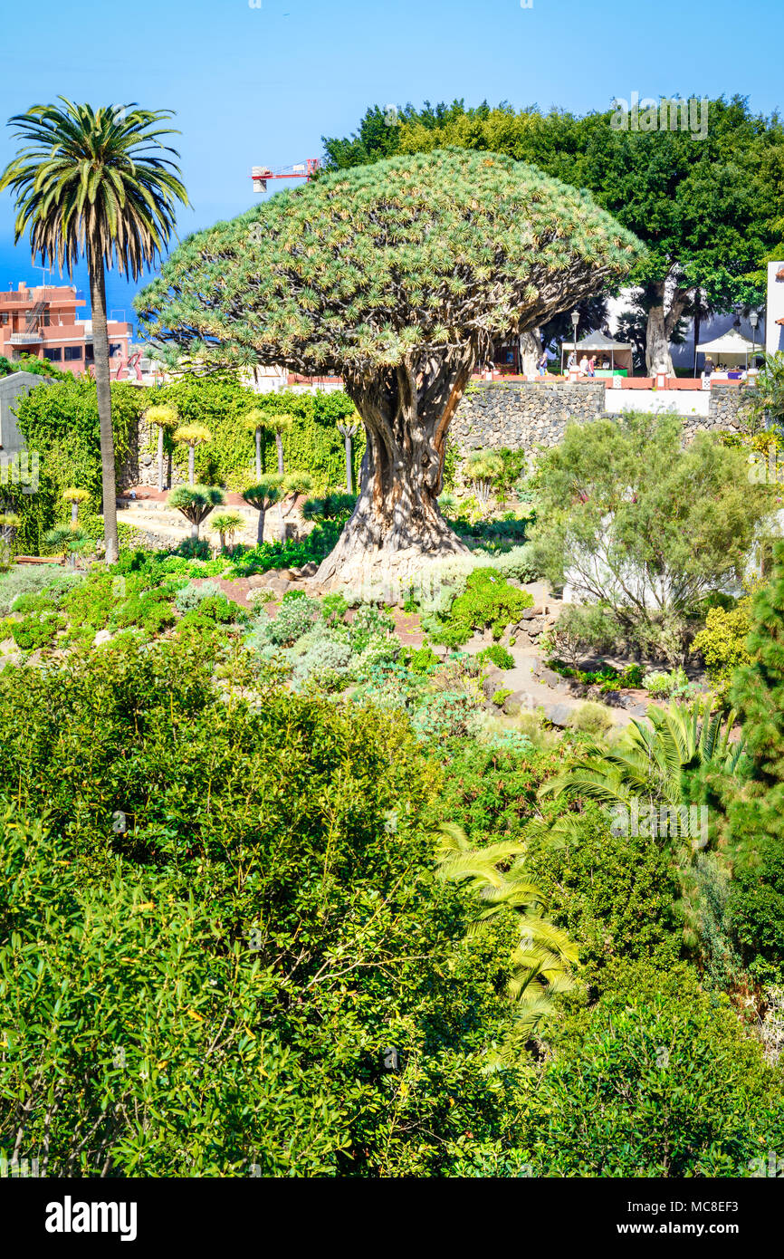 A Icod de los Vinos,Tenerife, Isole Canarie, Spagna: Vista del giardino botanico e del famoso albero millenario Drago in una bella giornata Foto Stock