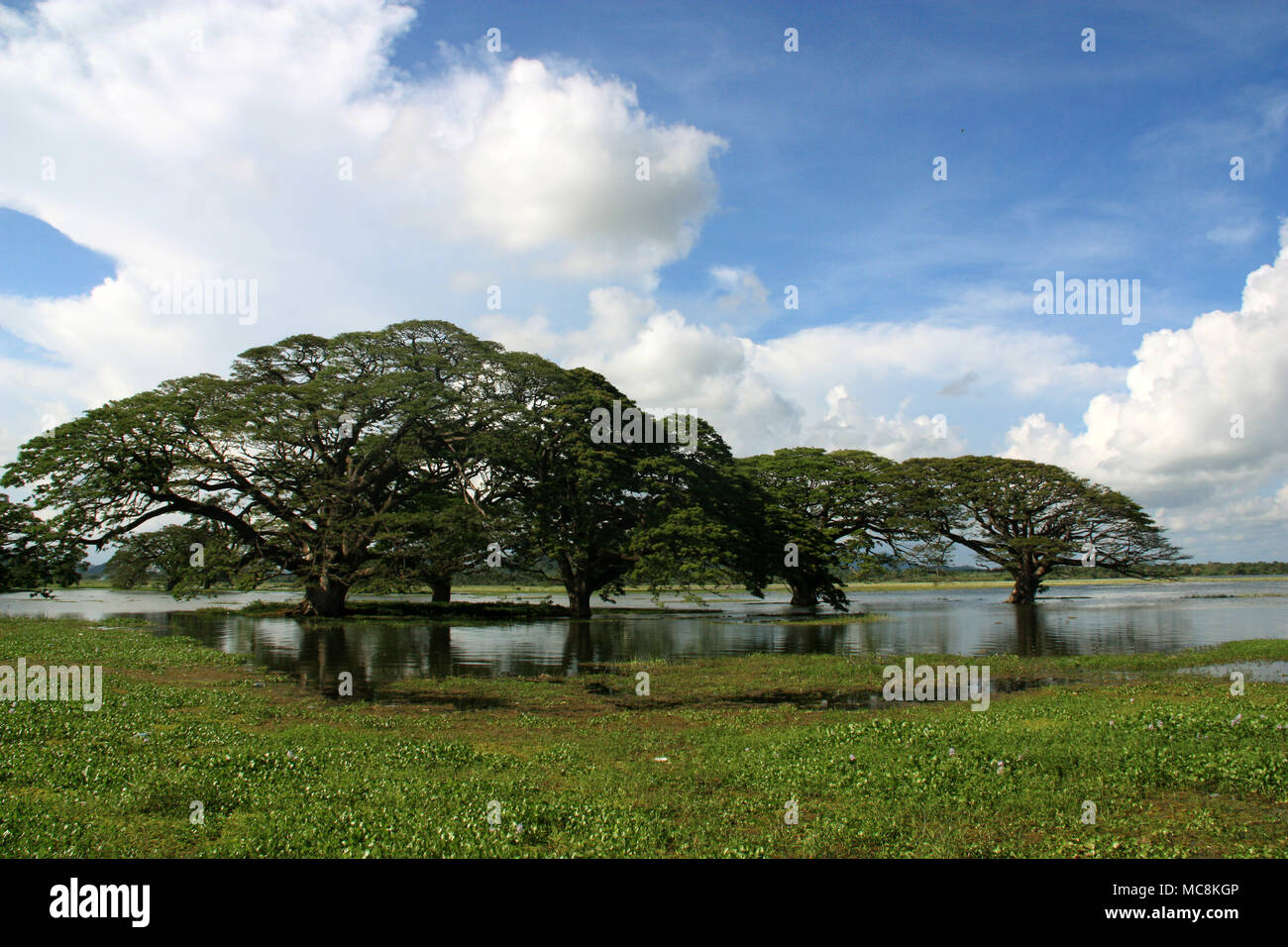 Alberi giganti e giacinto di acqua in Sri Lanka Foto Stock