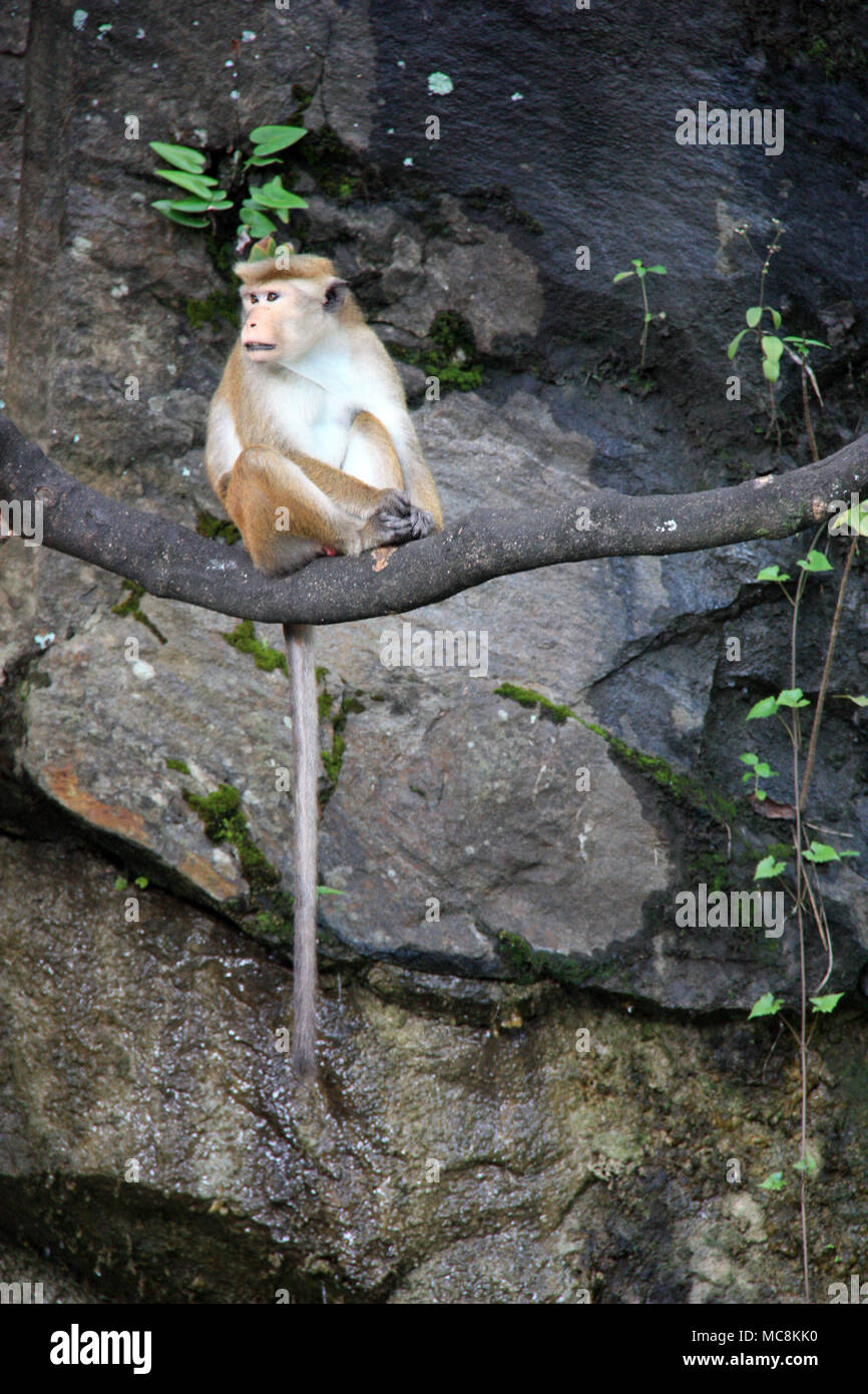 Un Toque Macaque seduto su un ramo in Sri Lanka Foto Stock
