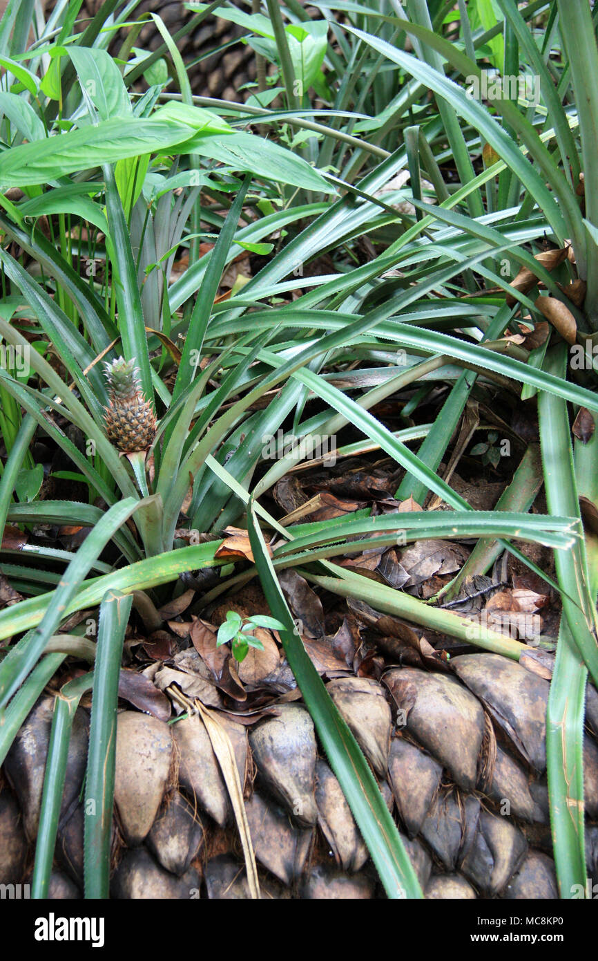 Impianto di ananas in una Herbgarden nei pressi di Dambulla Foto Stock