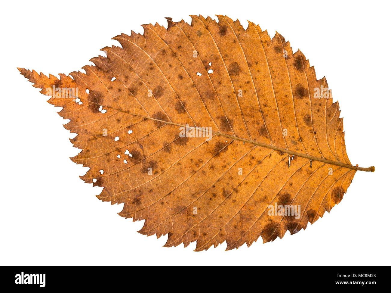 Il lato posteriore dell'autunno decadeva holey foglia di olmo isolati su sfondo bianco Foto Stock