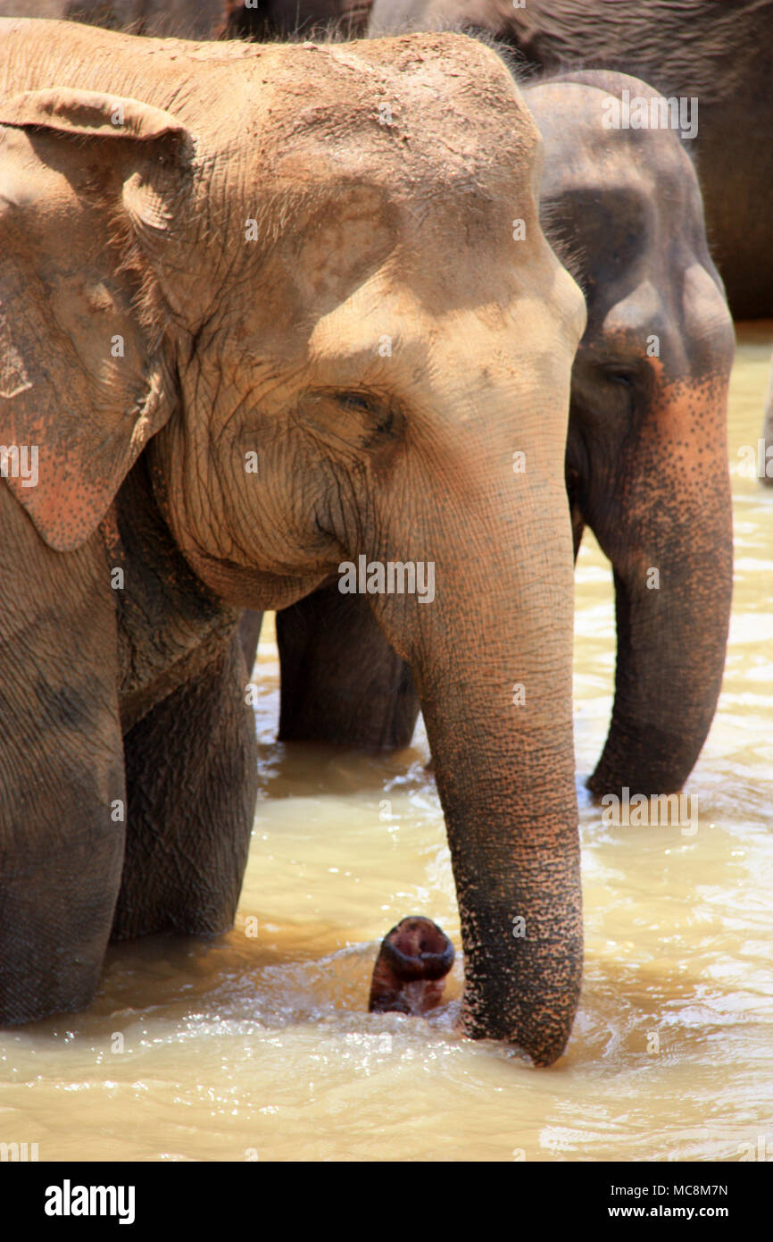 Una volta che un giorno gli elefanti che vivono a Pinnawala l'Orfanotrofio degli Elefanti sono portati al fiume vicino a prendere un bagno e a giocare nel fiume. Foto Stock