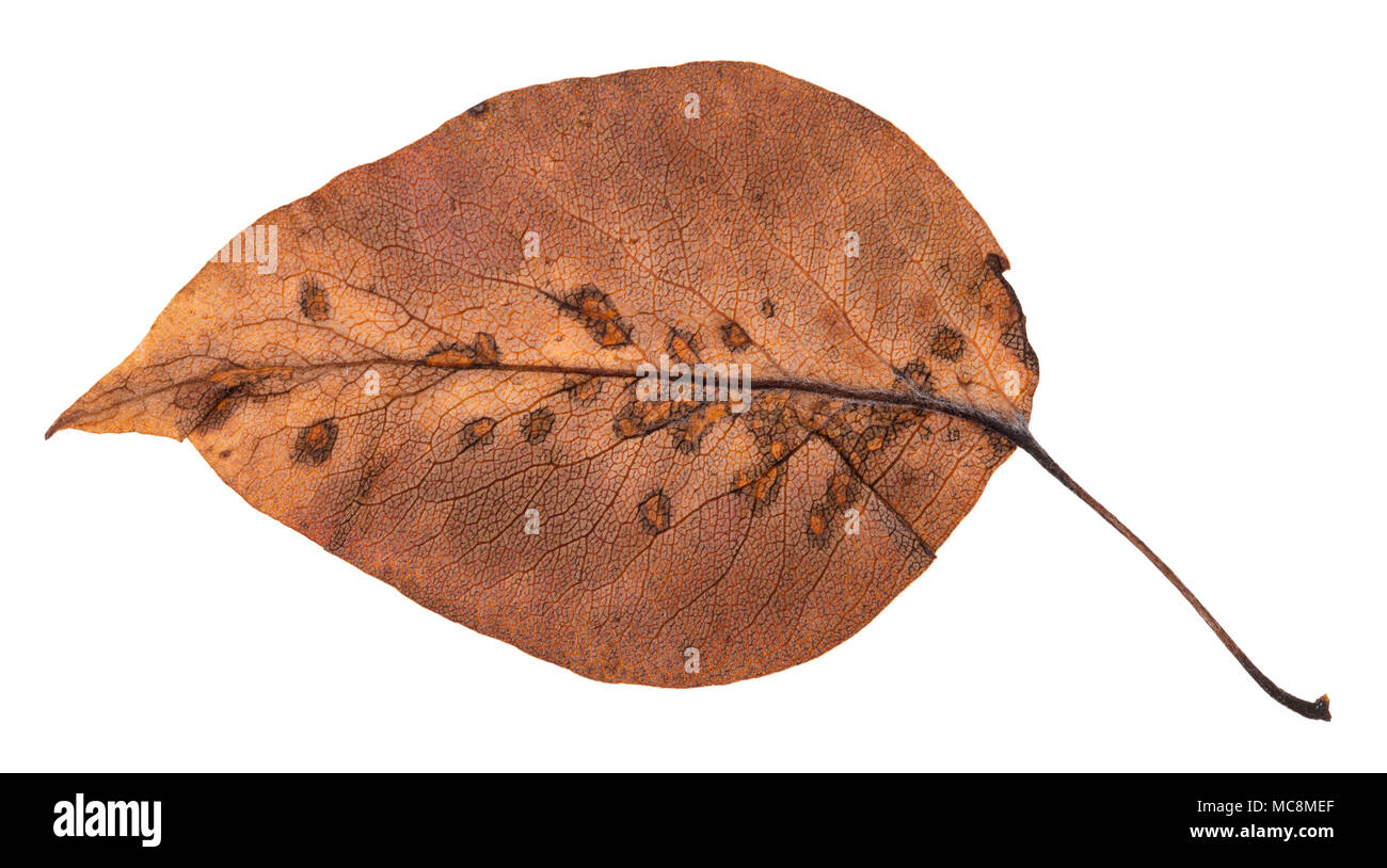 Lato posteriore di marcio autumn leaf di mela albero isolato su sfondo bianco Foto Stock