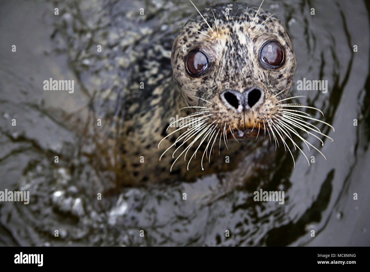 Un curioso harbour guarnizione, Phoca vitulina, superfici nelle fredde acque del British Columbia, Canada. Foto Stock