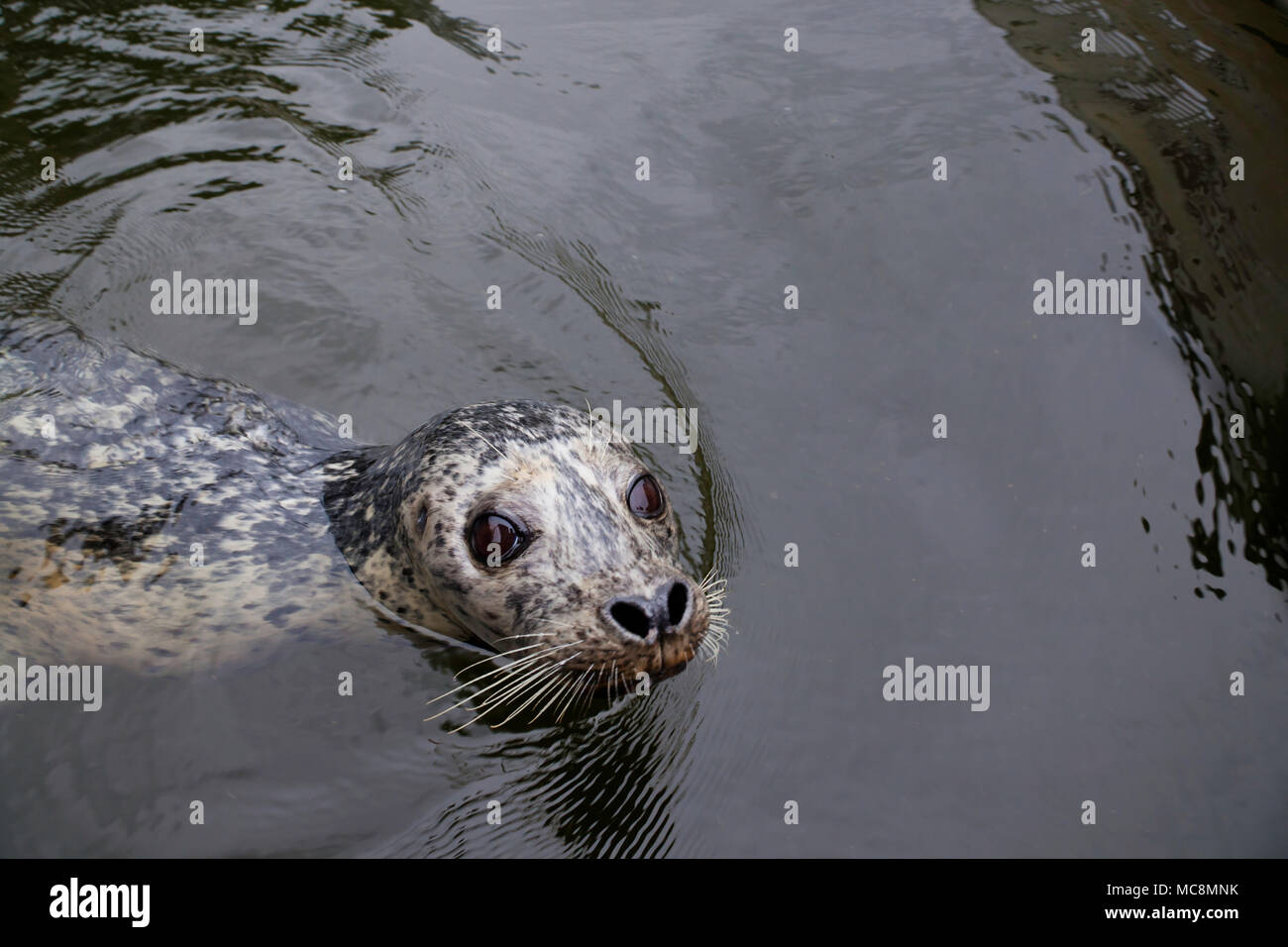Un curioso harbour guarnizione, Phoca vitulina, superfici nelle fredde acque del British Columbia, Canada. Foto Stock