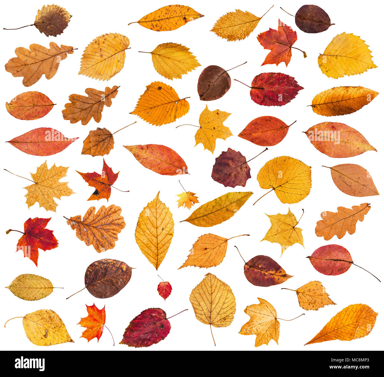 Raccolta di vari essiccato autunno caduta foglie isolati su sfondo bianco Foto Stock
