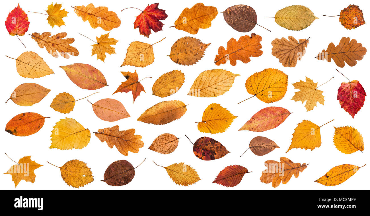 Lotto di vari essiccato autunno caduta foglie isolati su sfondo bianco Foto Stock
