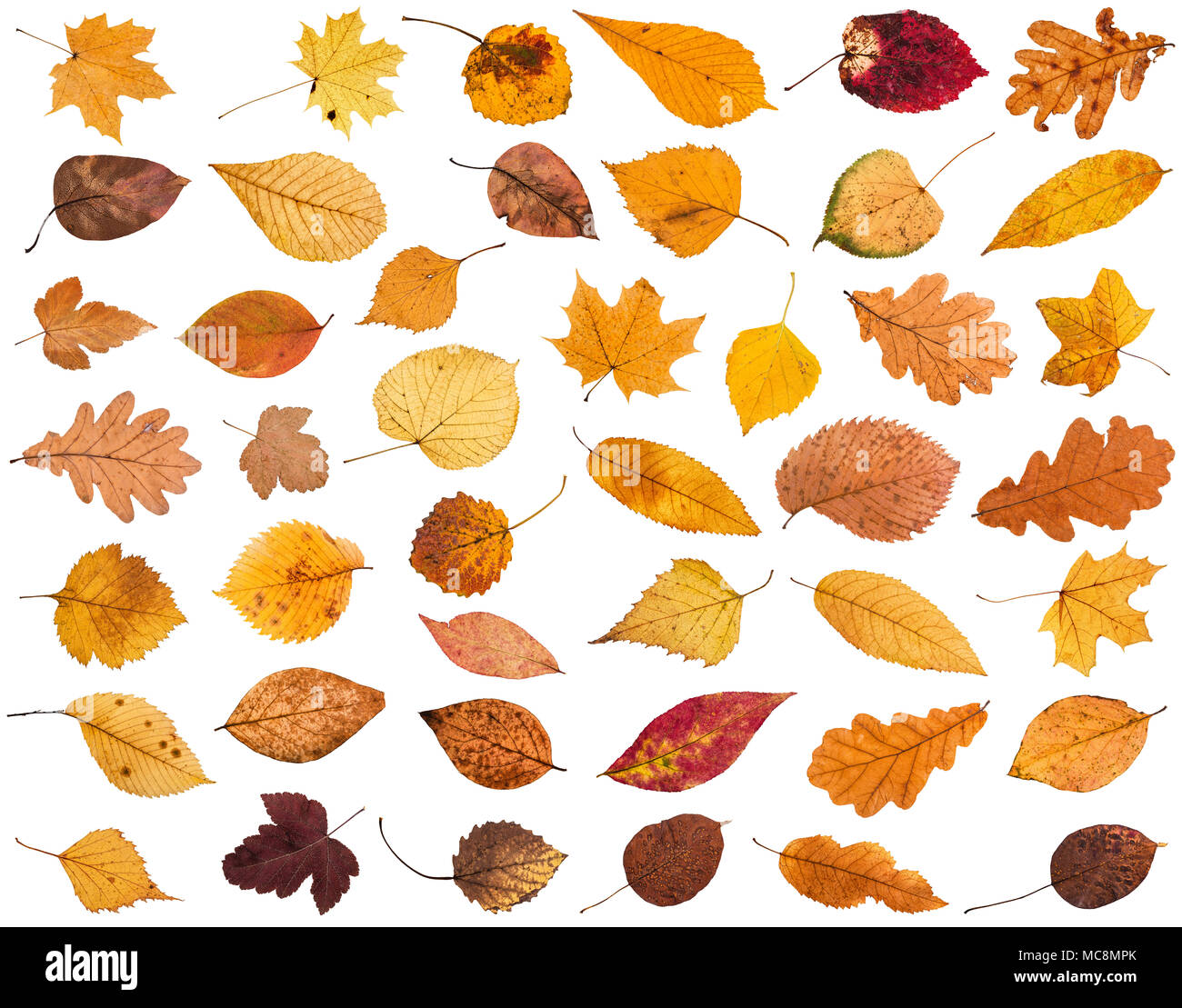 Collage da varie essiccato autunno caduta foglie isolati su sfondo bianco Foto Stock