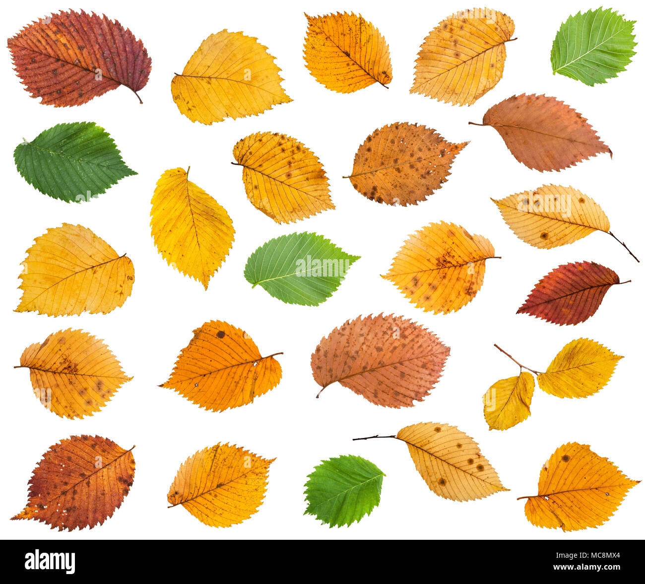 Set di varie foglie degli alberi di Olmo isolati su sfondo bianco Foto Stock