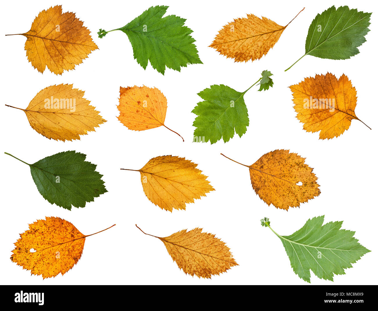 Set di varie foglie di biancospino alberi isolati su sfondo bianco Foto Stock