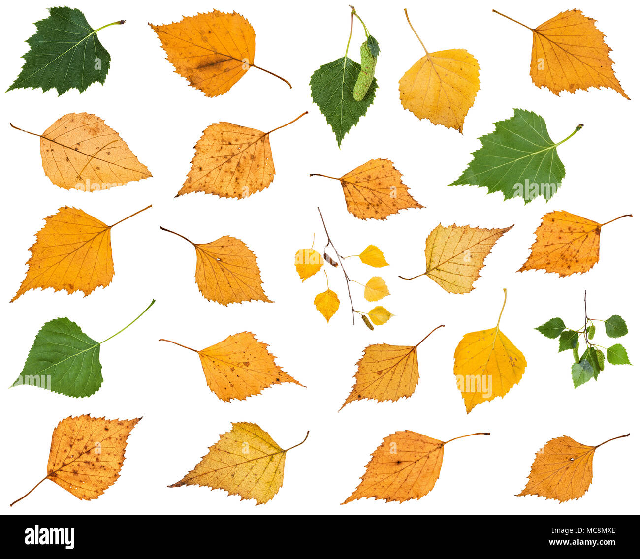 Set di varie foglie di betulla alberi isolati su sfondo bianco Foto Stock