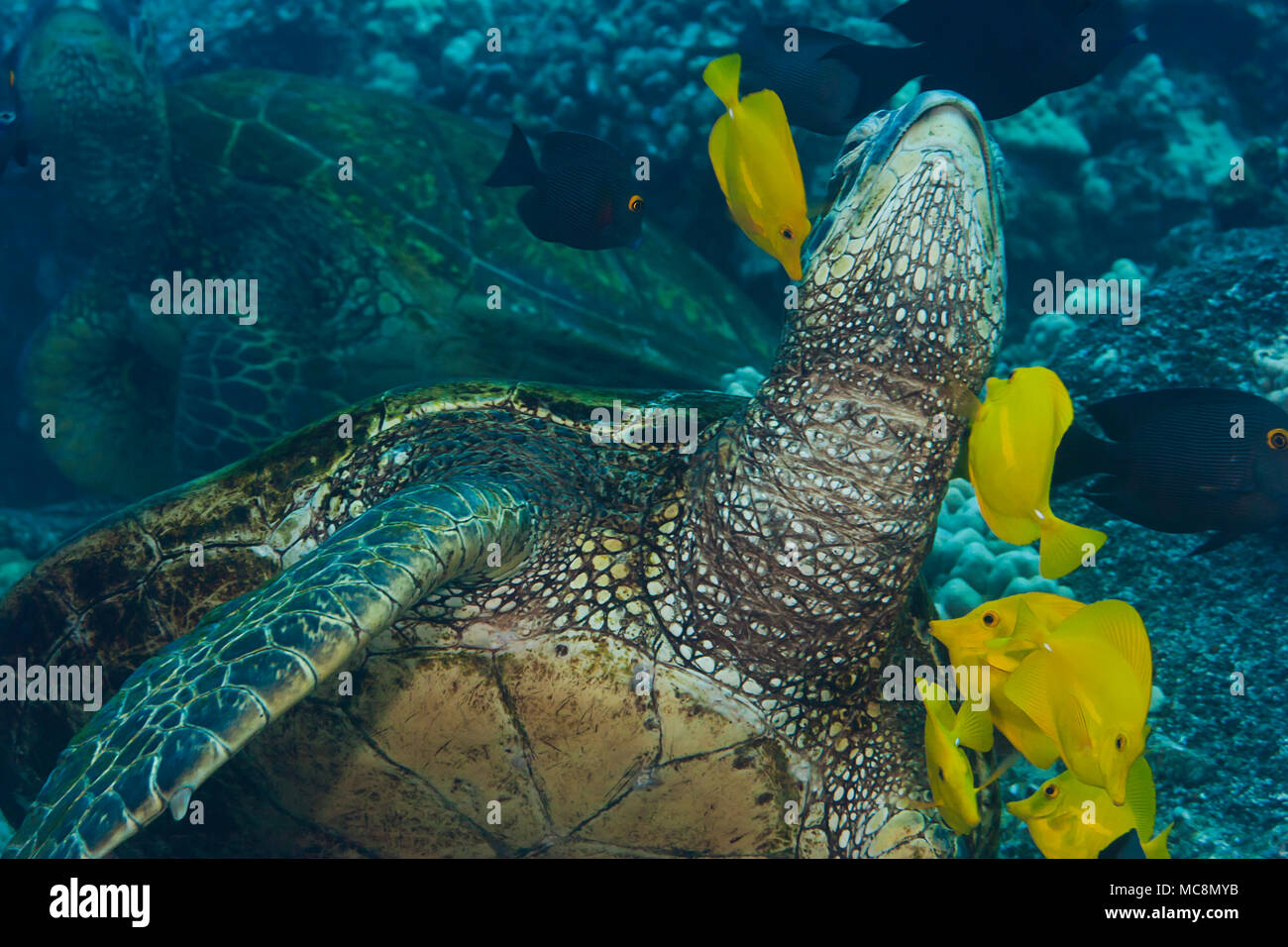 Una tartaruga verde, Chelonia Mydas, si allunga il collo per essere pulita mediante linguette di giallo, Zebrasoma flavescens, e codoli goldring, Ctenochaetus strigosu Foto Stock