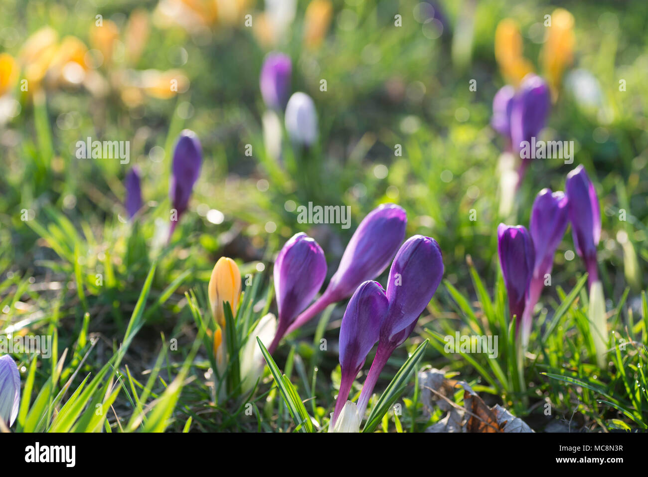 Fioriture di crochi fiori in primavera prato messa a fuoco selettiva Foto Stock