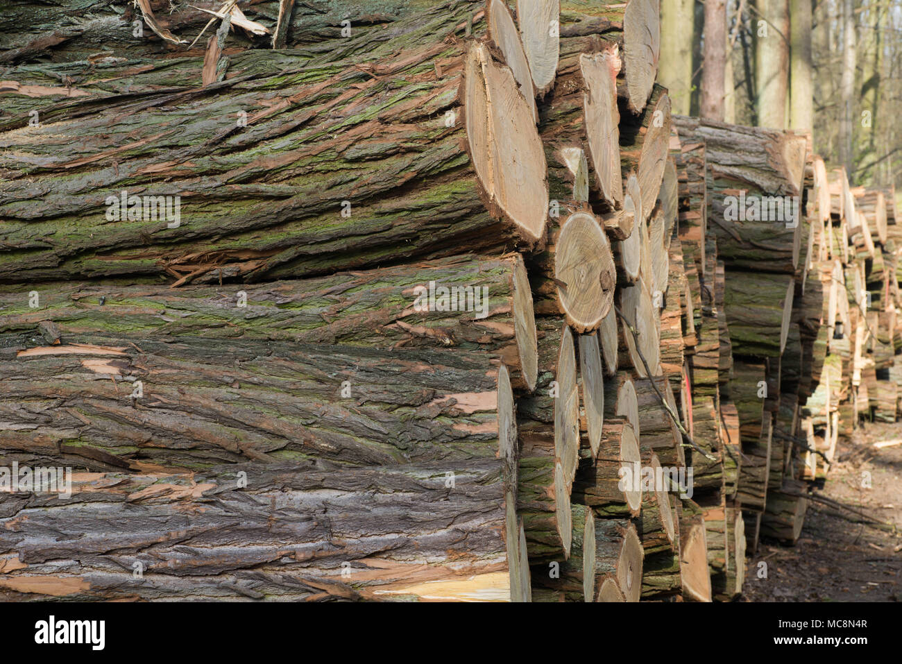Pila di tronchi di quercia in foresta closeup Foto Stock