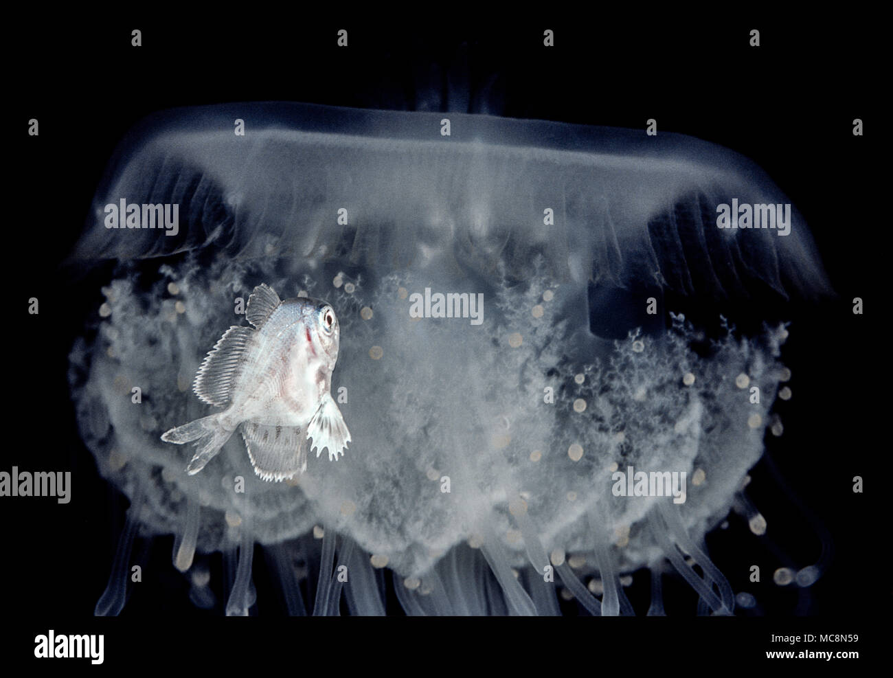 Utilizzando le meduse, Cephea cephea, come una casa di protezione in mare aperto questo juvinile medusa pesce, Icichthys lockingtoni, dart sotto la campana Foto Stock