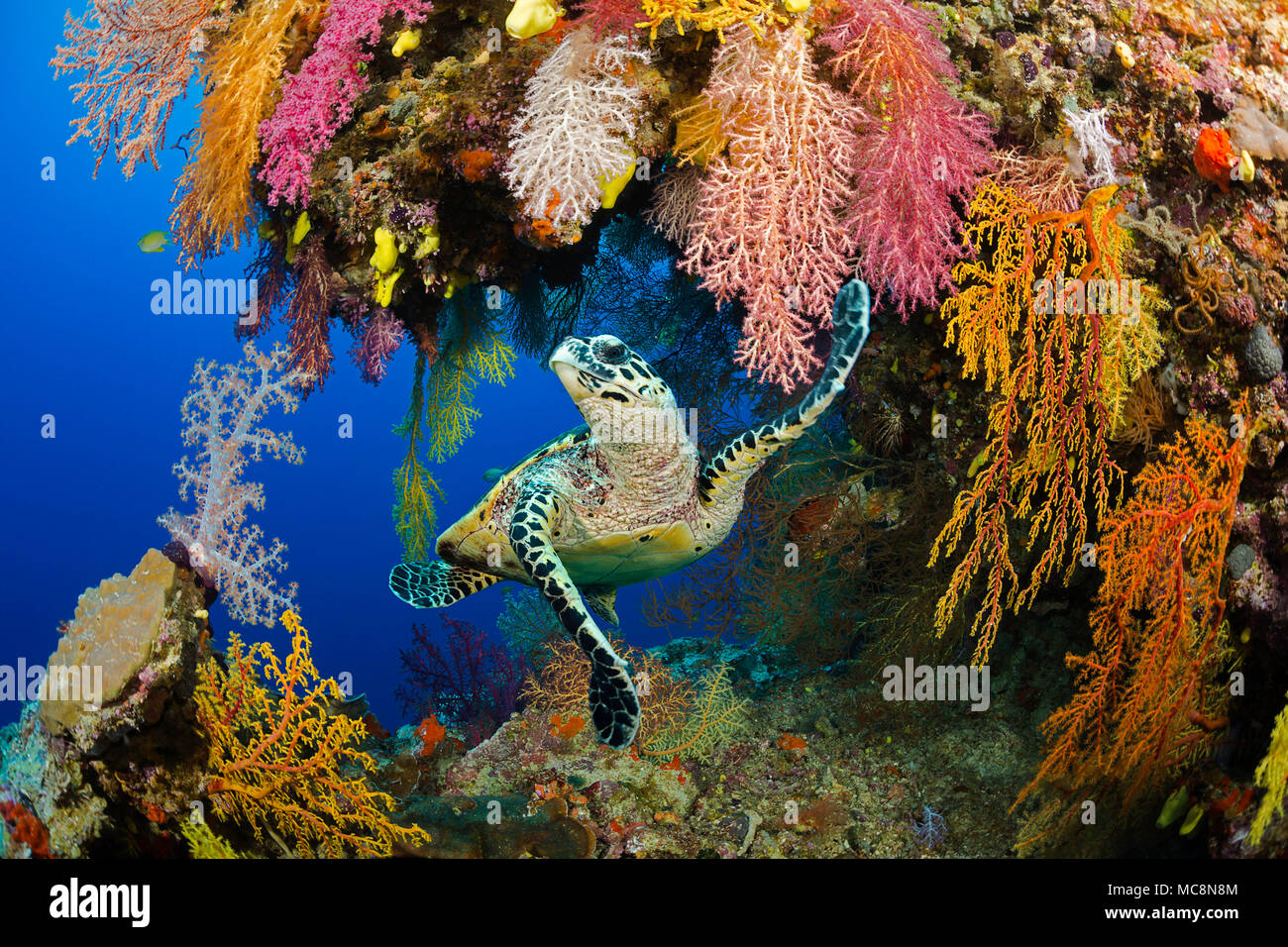 Una tartaruga embricata, Eretmochelys imbricata e un colorato sporgenza su una scogliera nel Mare di Koro, Fiji. Foto Stock