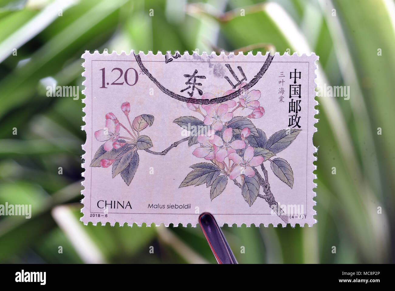 Cina - circa 2018: TIMBRI A Stampato in Cina mostra 2018-6 Cinese Crabapple fioritura (4-4), Sanye Haitang (Malus Sieboldii), 120 fen, 40 * 30 mm, c Foto Stock