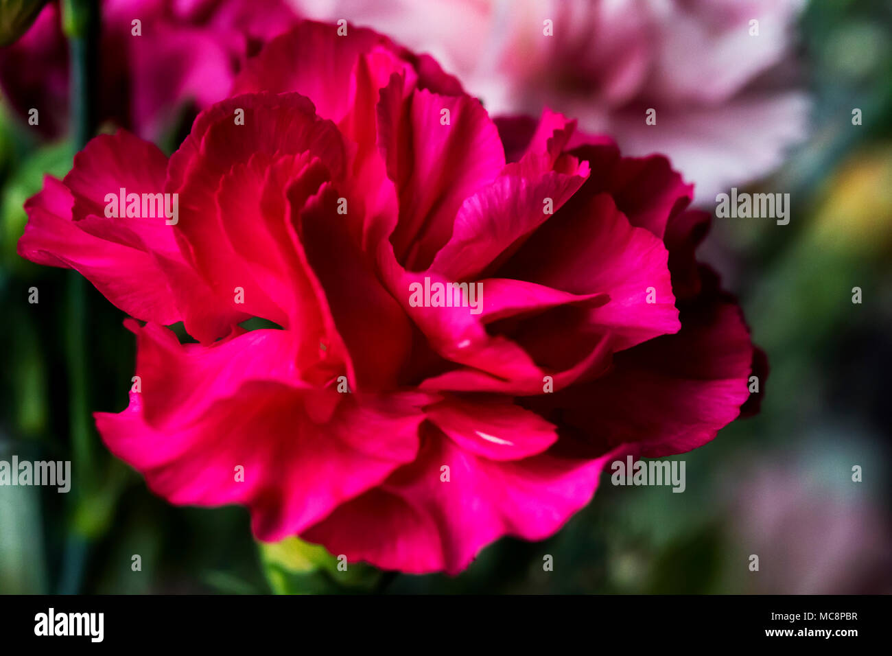 Fiori di garofano da un giardino di primavera Foto Stock