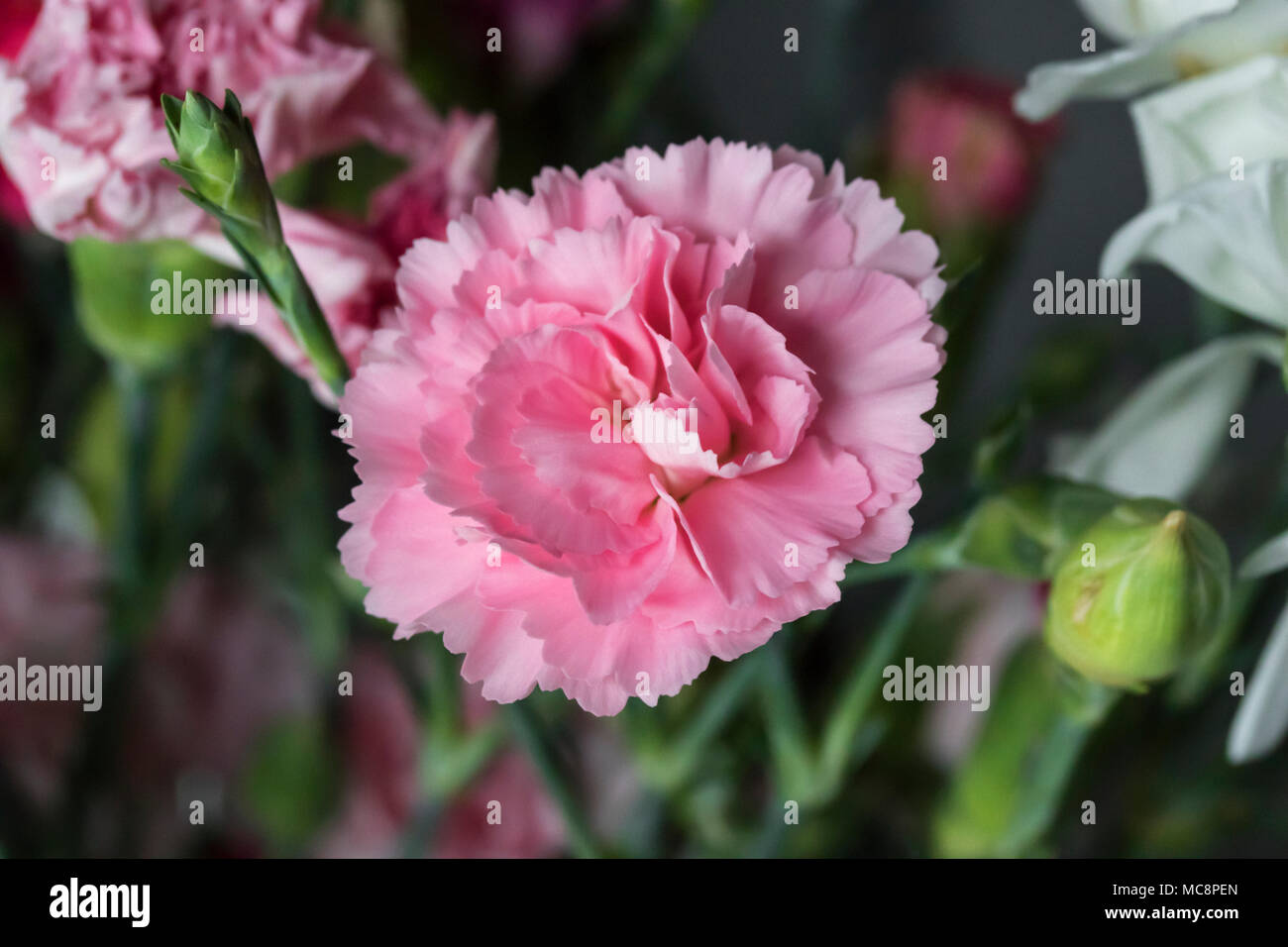 Fiori di garofano da un giardino di primavera Foto Stock