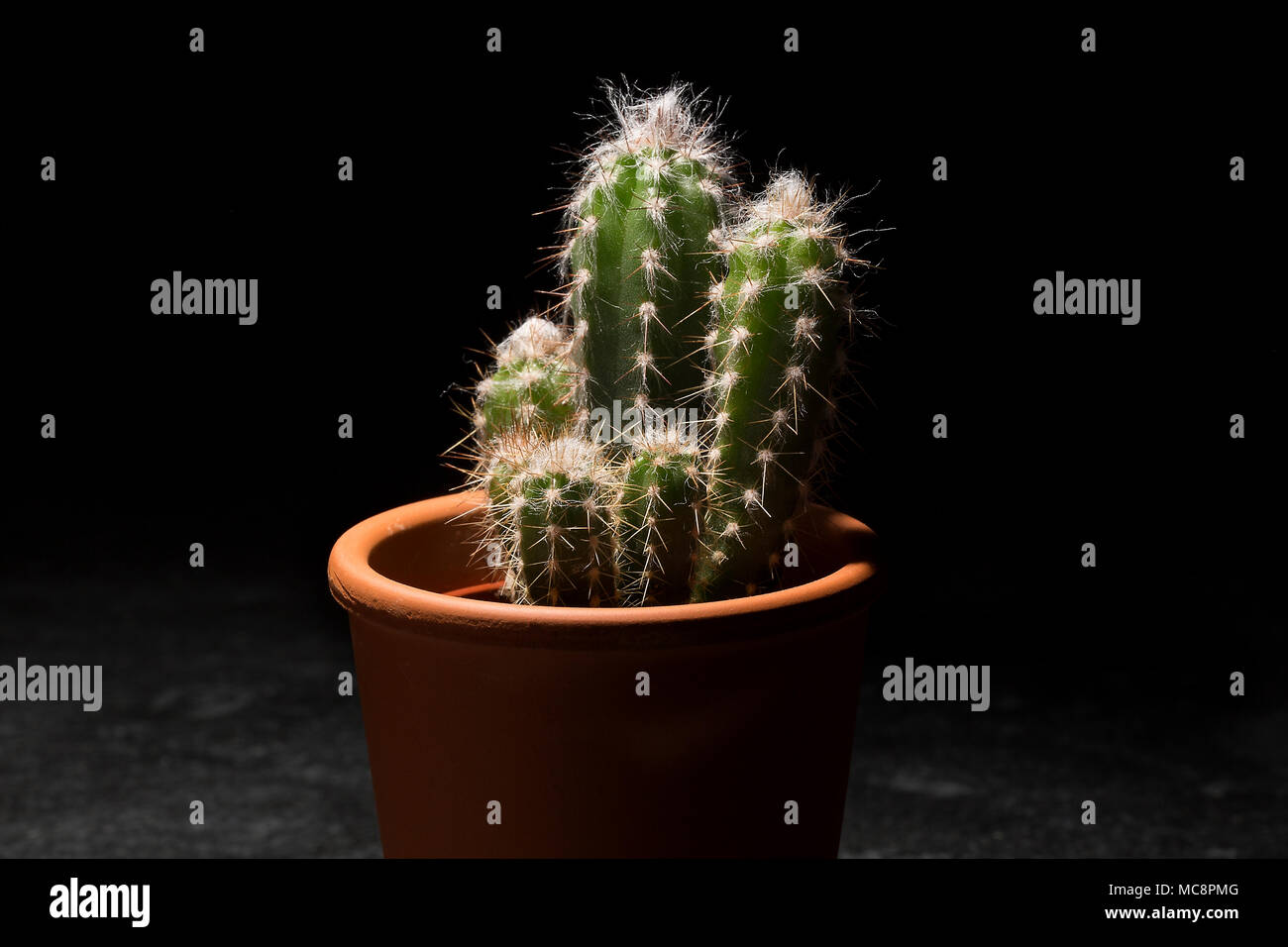 Close up foto di cactus Foto Stock