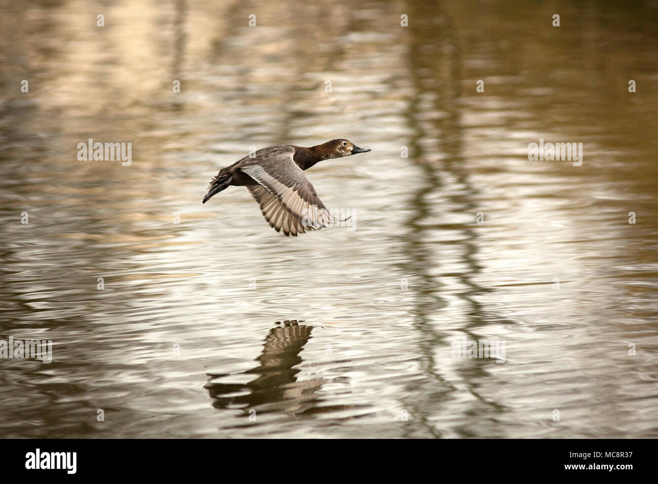 La cattura di uccelli selvatici in Regent's Park di Londra Foto Stock
