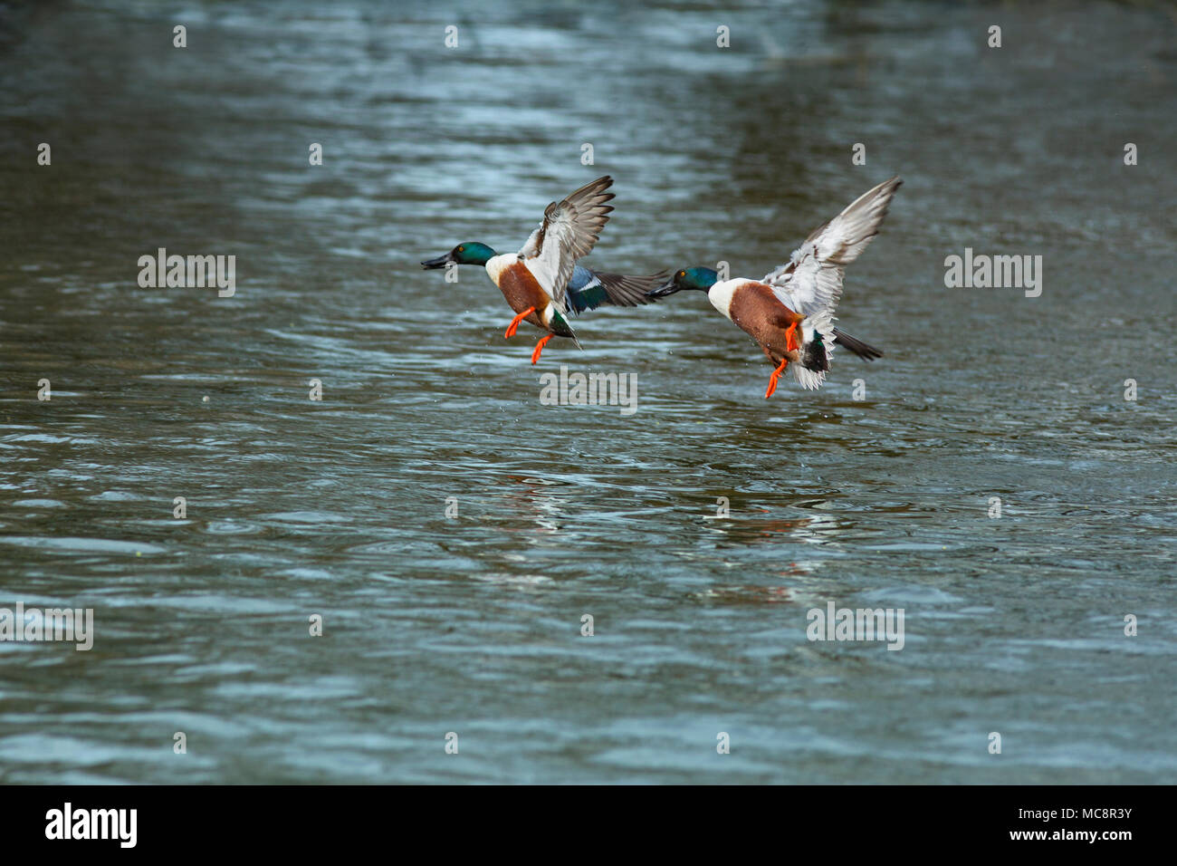 La cattura di uccelli selvatici in Regent's Park di Londra Foto Stock
