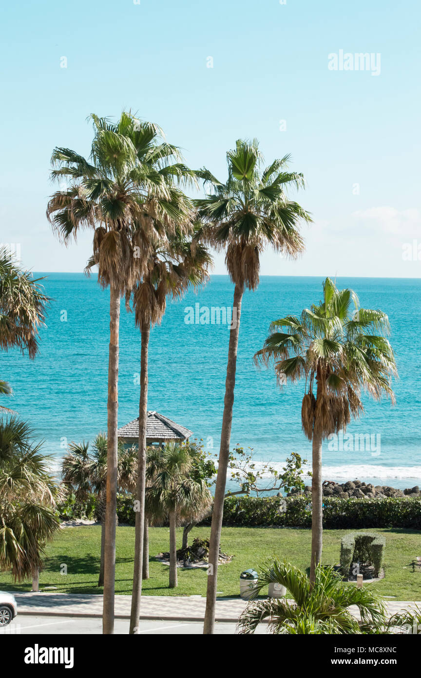 La vista tropicale dell'Oceano Atlantico con palme presso il resort in Deerfield Beach Foto Stock