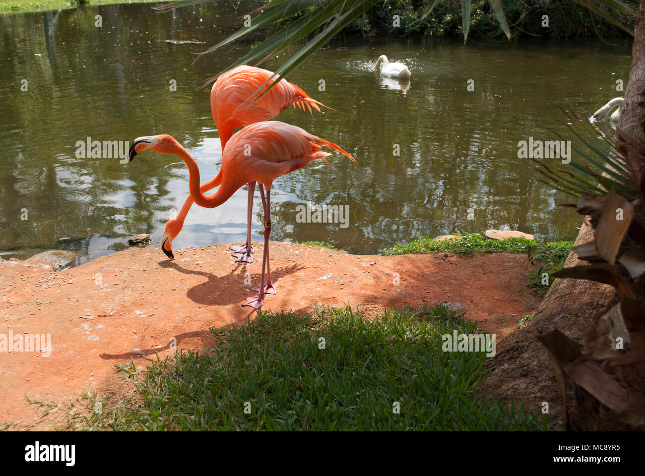 I fenicotteri e cigni nel giardino tropicale vicino. Wild fenicotteri rosa e White Swan nel naturale ambiente tropicale di close-up Foto Stock