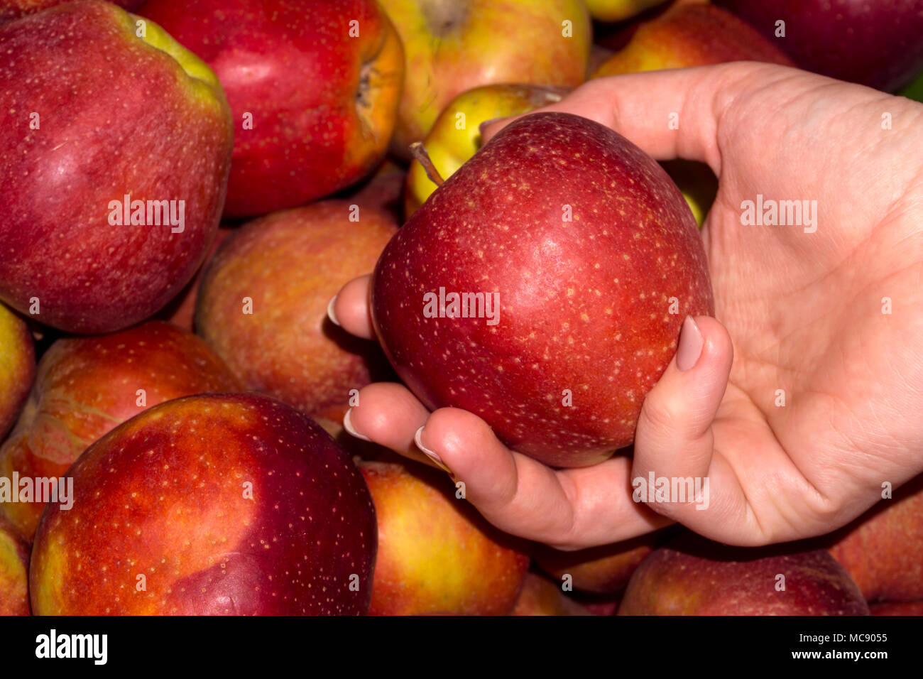 Donna acquirente sceglie le mele sul contatore, solo la sua mano è visibile Foto Stock