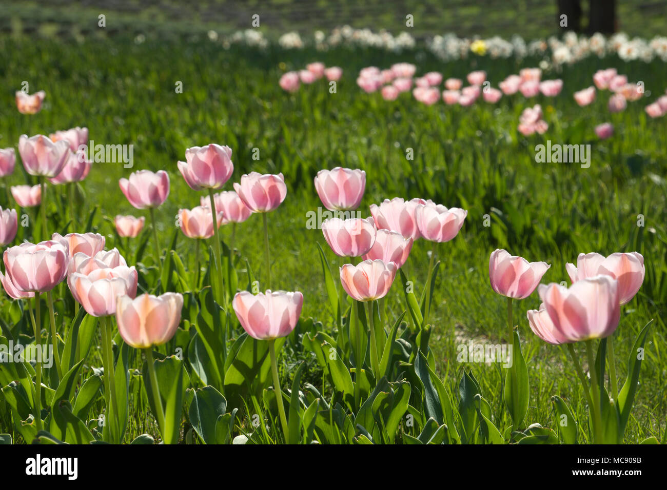 Campo di tulipani rosa in Ungheria Foto Stock