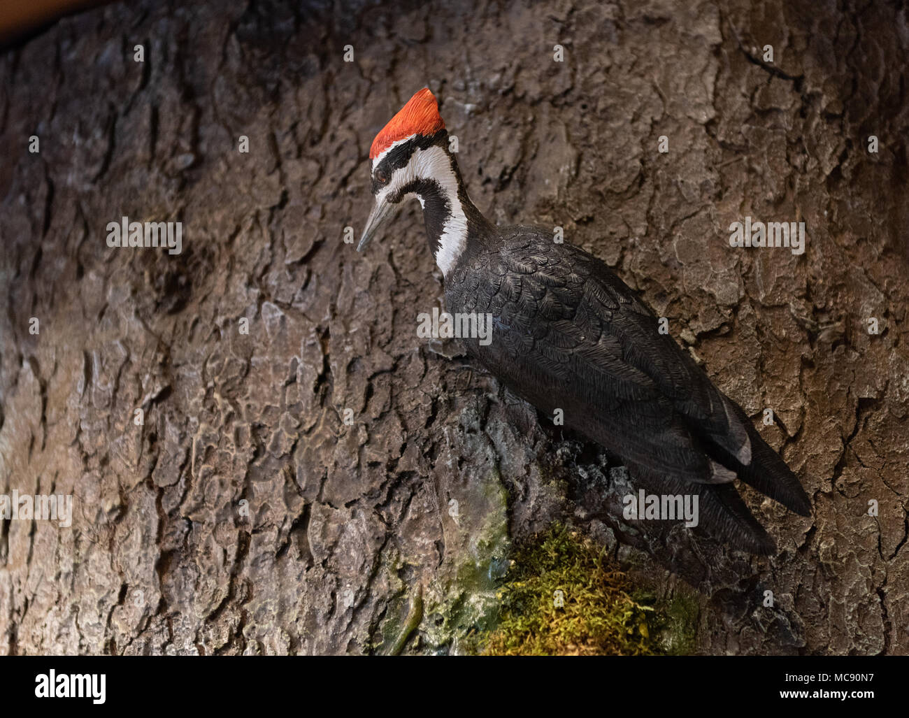 Modello di realistici di Picchio Pileated arroccato su albero in natura mostrano a Mount Greylock Visitor Centre in Lanesboro, MA. Foto Stock