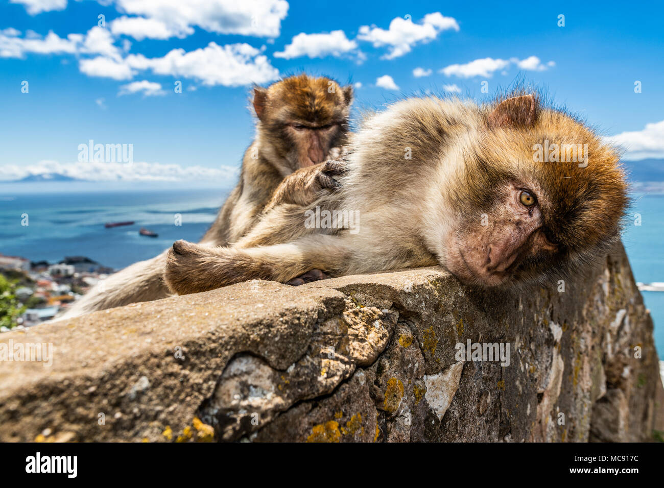 Barberia scimmie macaco sulla Rocca di Gibilterra. Questa è l'unica colonia di scimmie selvatiche in Europa ed è composto di circa 300 animali. Foto Stock