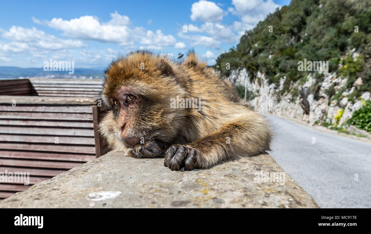Barberia scimmie macaco sulla Rocca di Gibilterra. Questa è l'unica colonia di scimmie selvatiche in Europa ed è composto di circa 300 animali. Foto Stock