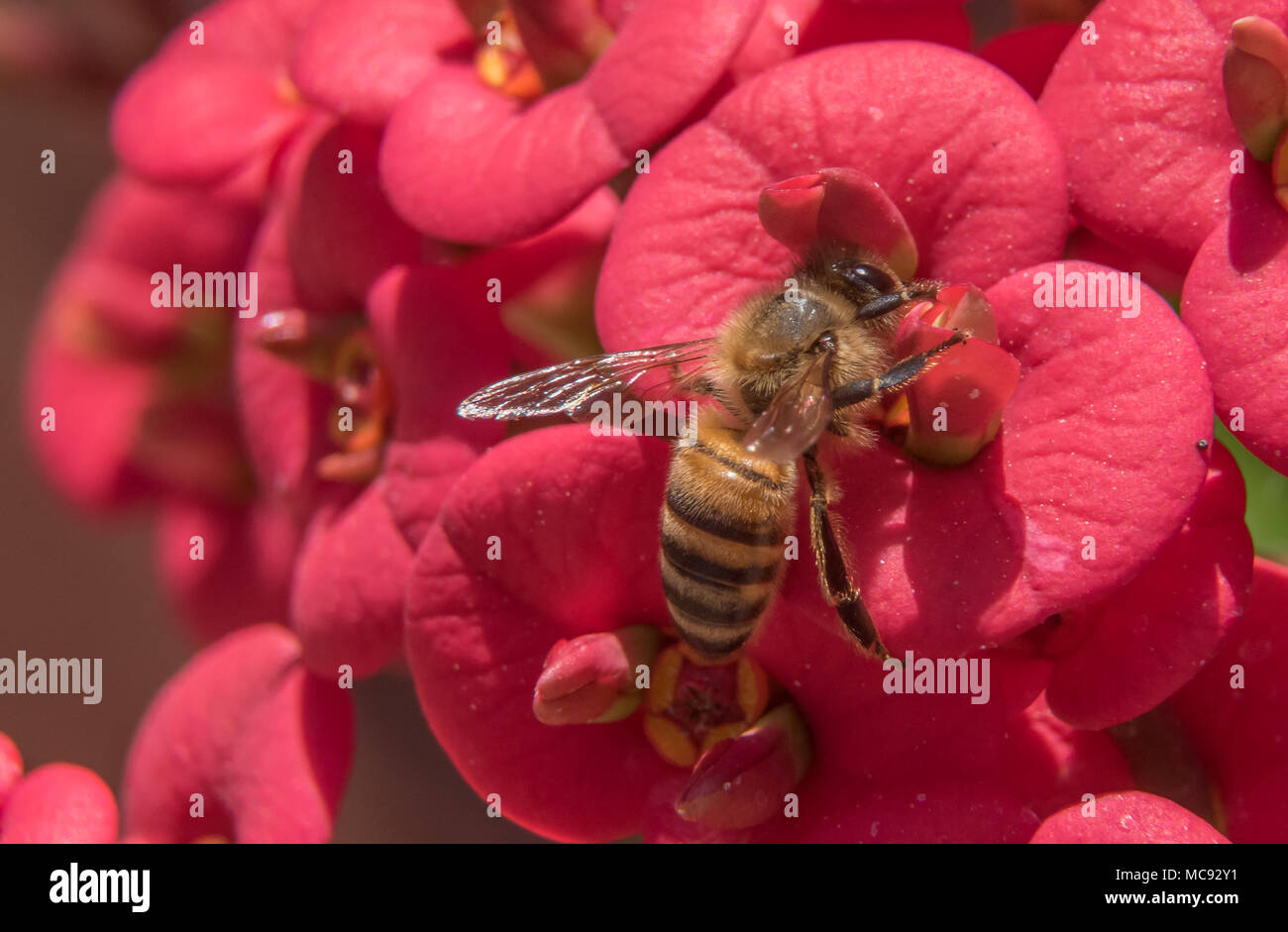 Una ripresa macro di un miele delle api su un rosso fiore di cactus Foto Stock