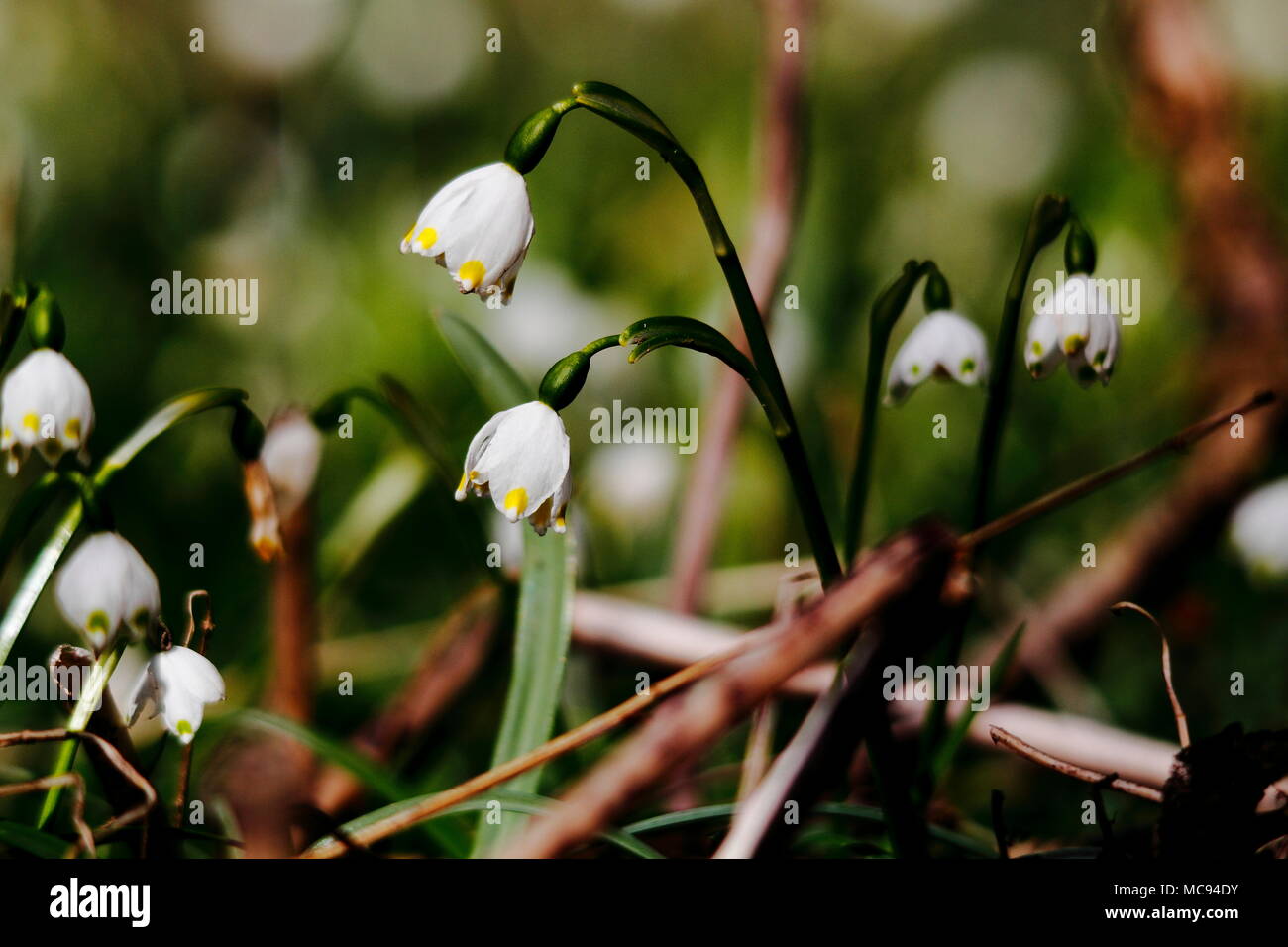 Leucojum verna, Frühlingsknotenblume Foto Stock