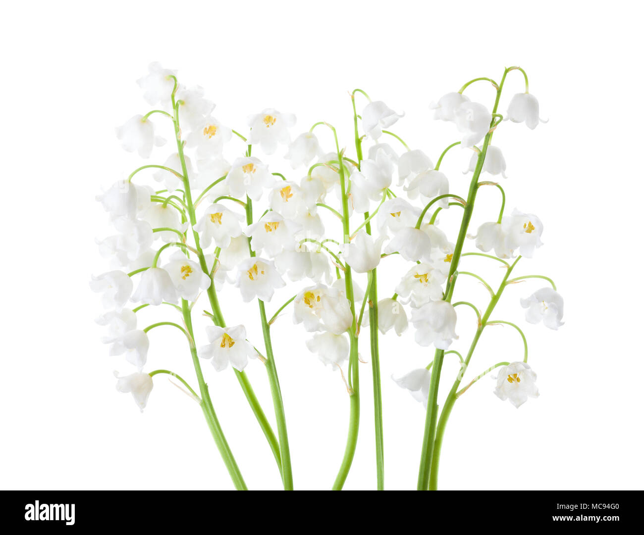 Mughetti isolati su sfondo bianco. Foto Stock