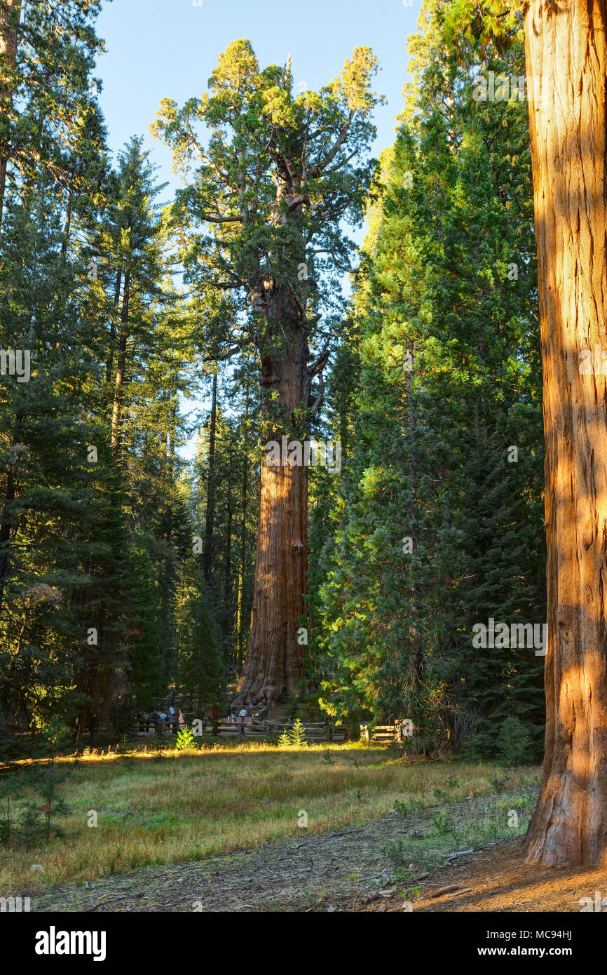 Una vista del General Sherman - sequoia gigante (Sequoiadendron giganteum) nella Foresta Gigante di Sequoia National Park, Tulare County, California, Onu Foto Stock