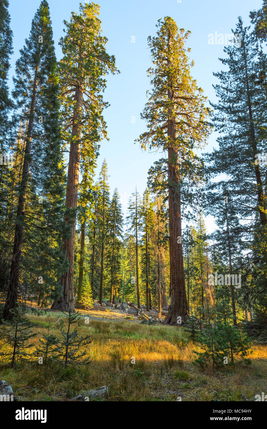 Foresta gigante sotto i raggi del sole al tramonto, Sequoia National Park, Tulare County, California, Stati Uniti. Foto Stock
