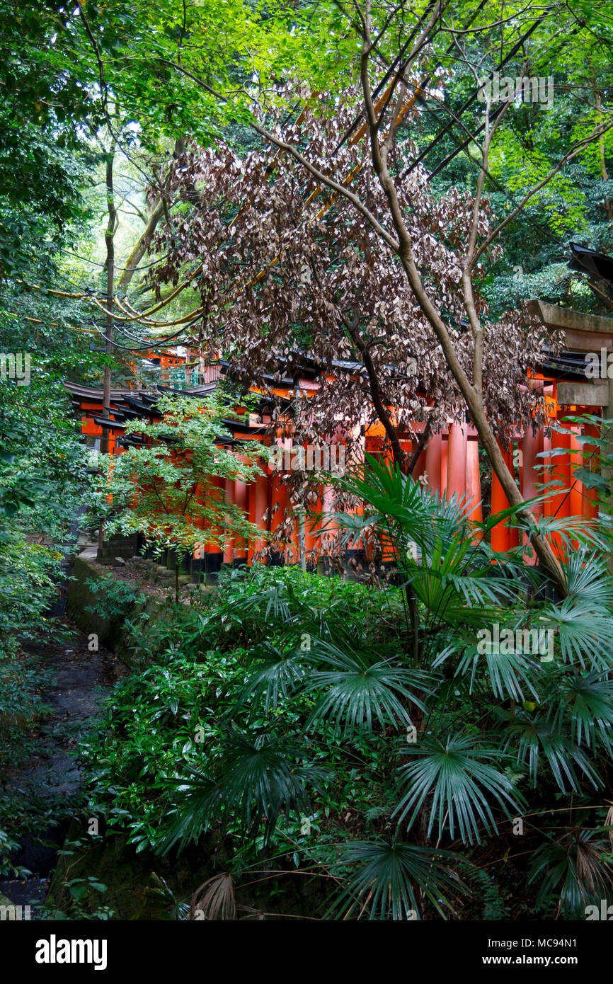 Red torii corridoio in Fushimi Inari taisha, Kyoto Foto Stock