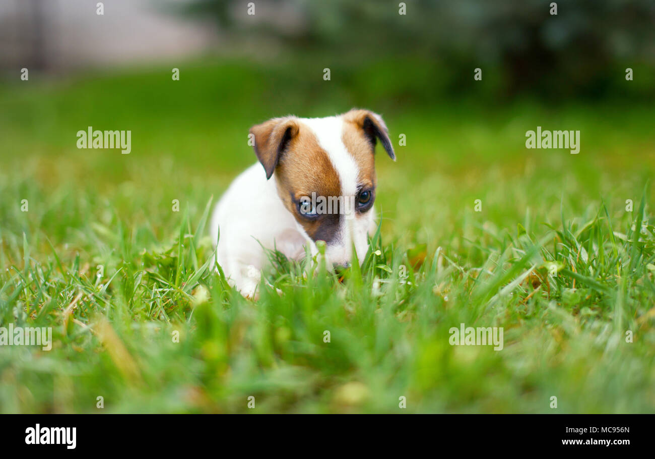 Poco junior Jack Russell Terrier seduto in erba all'aperto Foto Stock