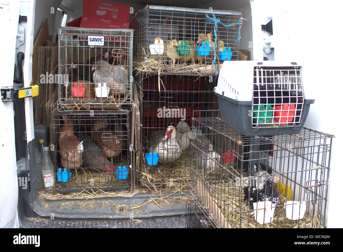 Anatroccoli, polli, anatre tutto il pollame per la vendita in un mercato alimentare. Foto Stock