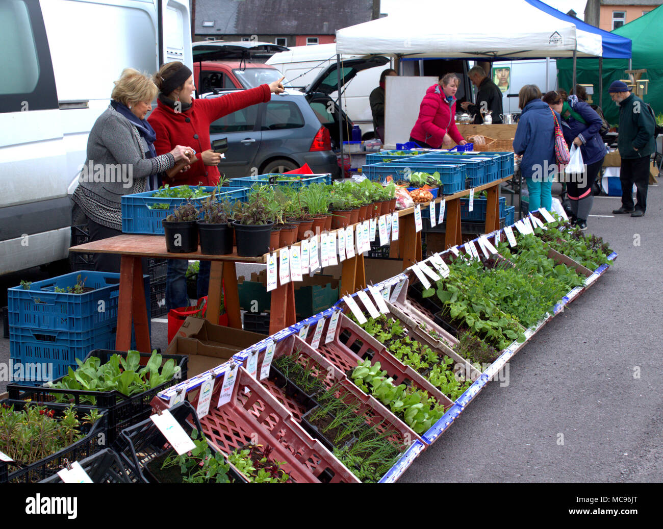 Pressione di stallo di mercato in un mercato alimentare di vendita di una miscela di erbe fresche e piantine di ortaggi pronto per essere piantato in giardino. skibbereen, Irlanda Foto Stock